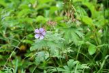 genus Geranium. Верхушка цветущего и плодоносящего растения. Камчатский край, Елизовский р-н, природный парк \"Южно-Камчатский\", окр. водопада Спокойный. 05.09.2025.