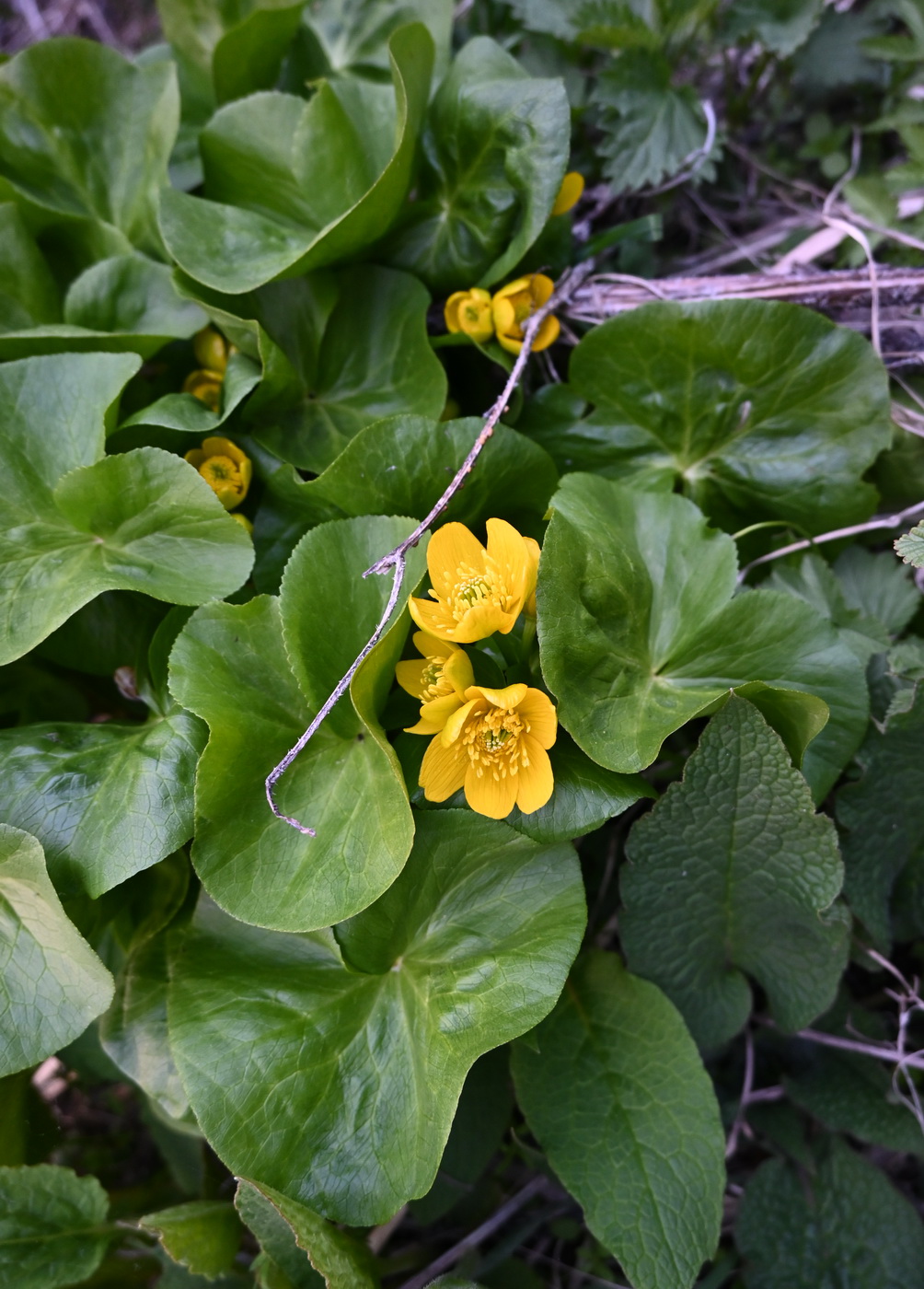 Image of Caltha polypetala specimen.