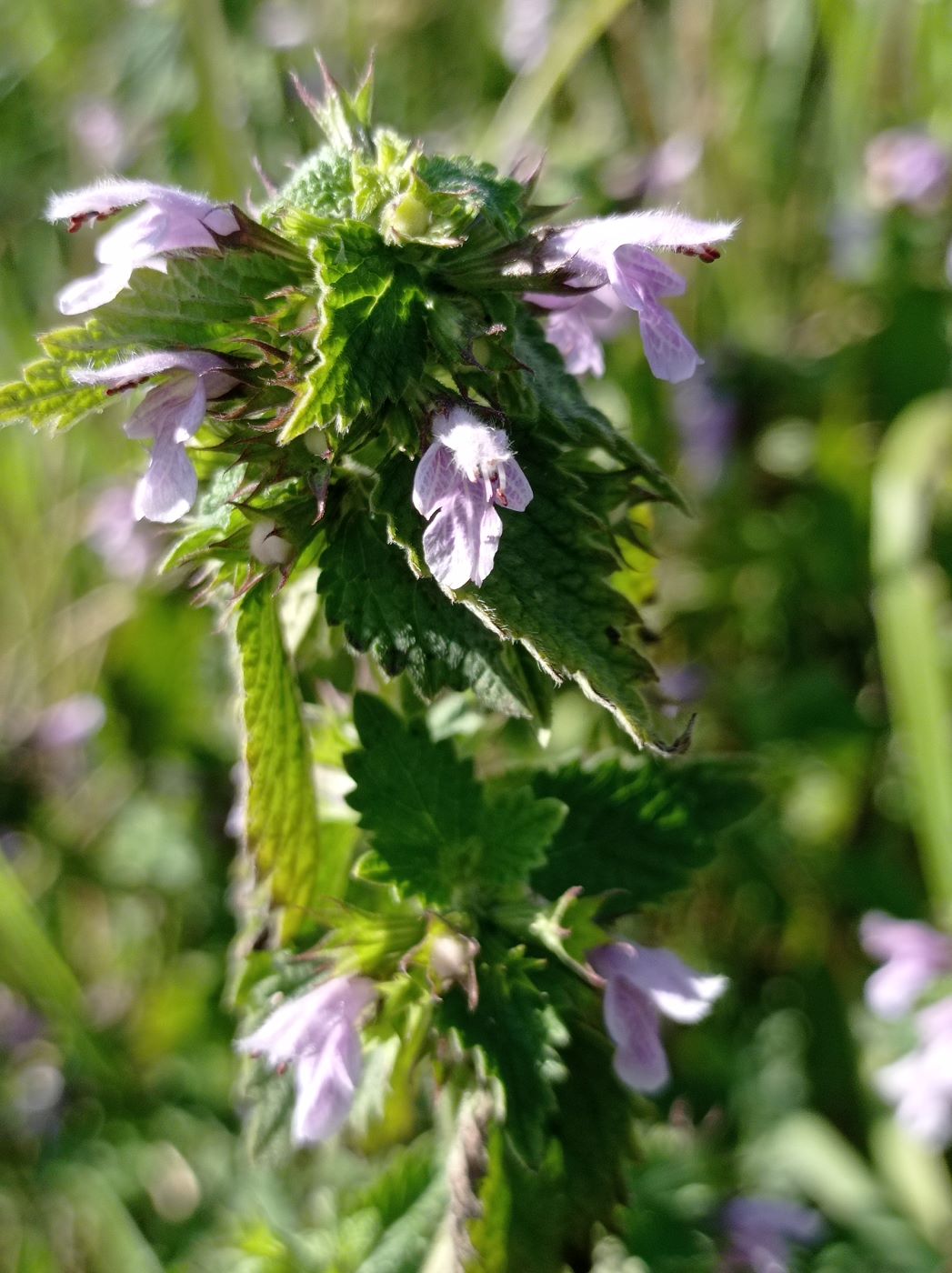 Image of Ballota nigra specimen.