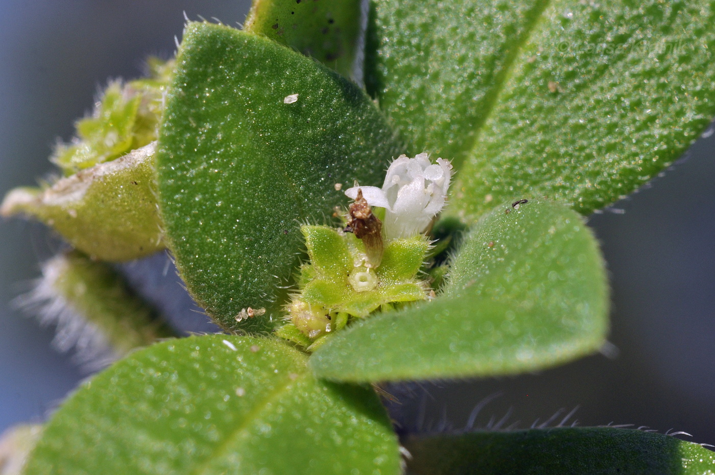 Изображение особи род Richardia.