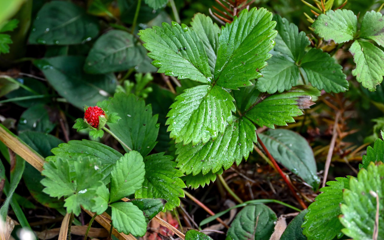Изображение особи Duchesnea indica.