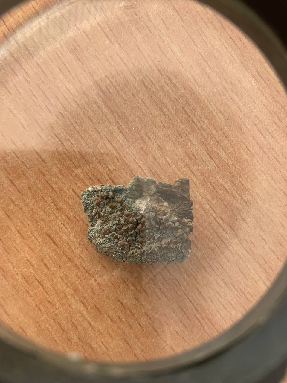 Image of Unknown species specimen.