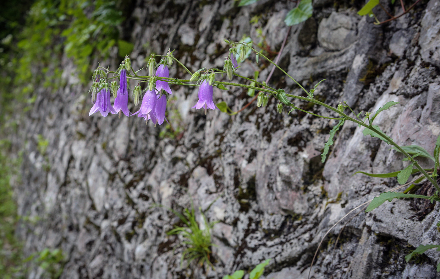 Image of Campanula longistyla specimen.