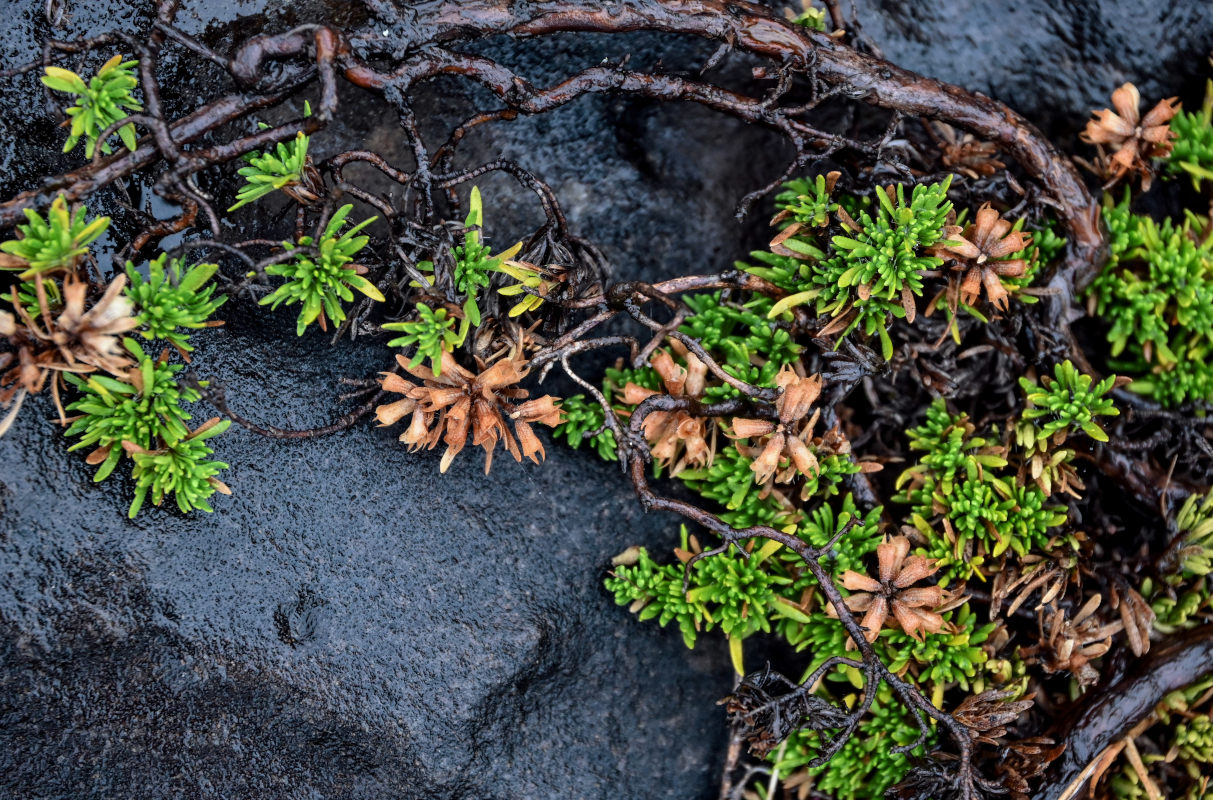 Изображение особи род Thymus.