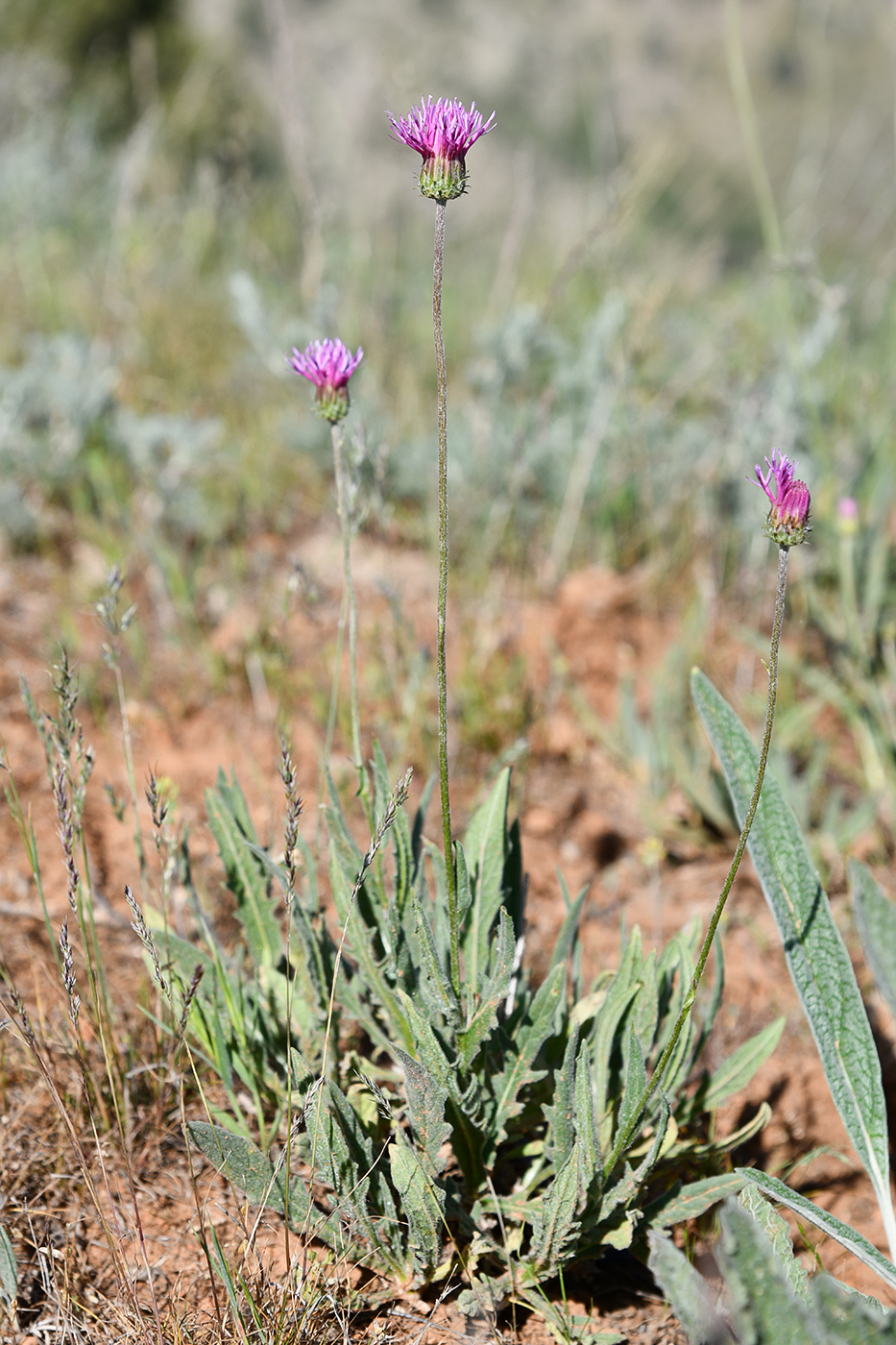 Изображение особи род Jurinea.