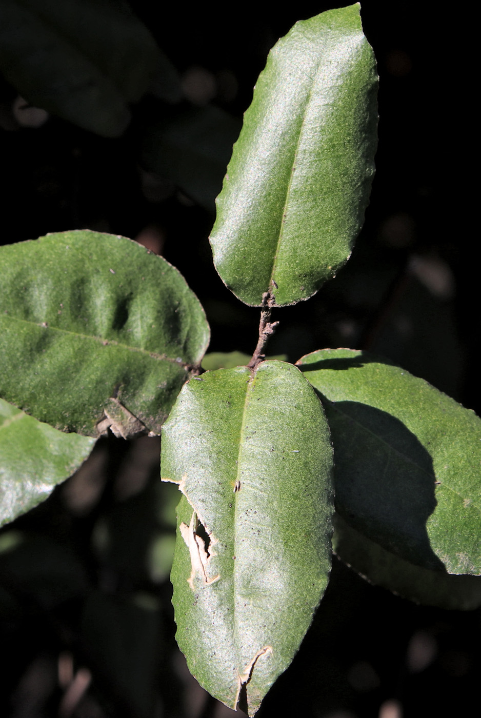 Image of Elaeagnus pungens specimen.