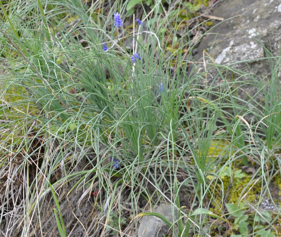 Image of Asphodeline liburnica specimen.