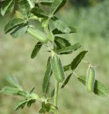 Image of taxon representative. Author is Роланд Цандекидис