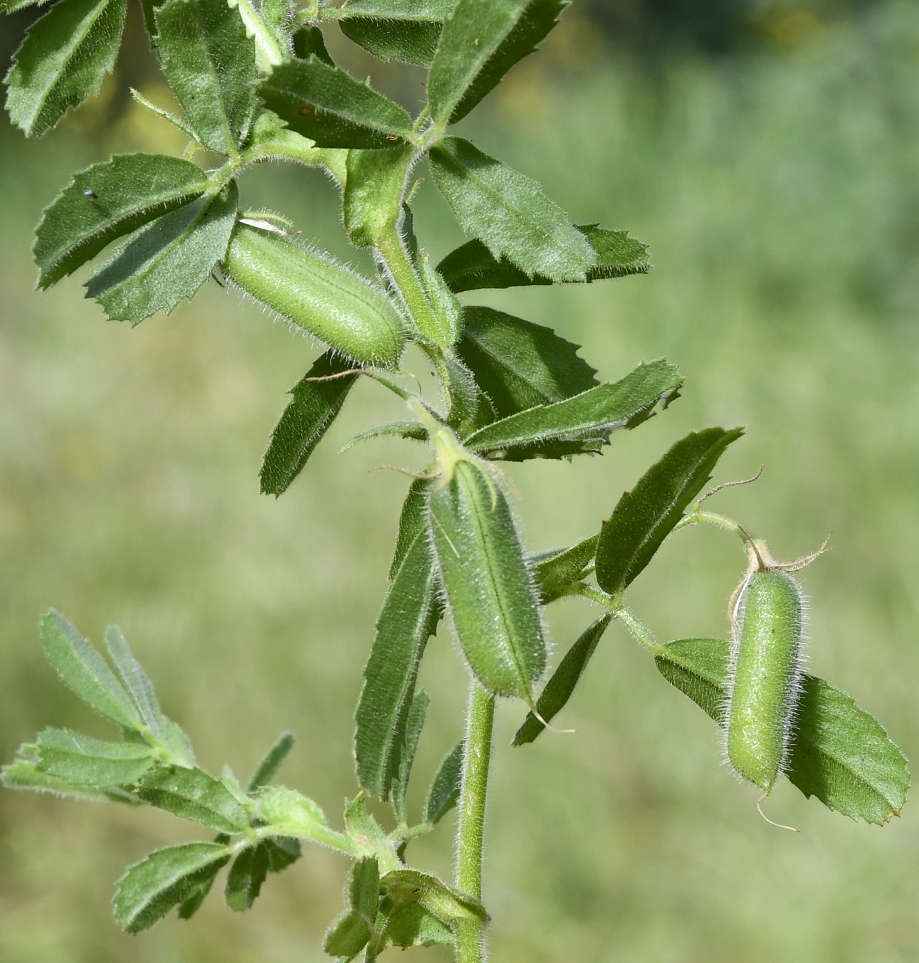 Image of Ononis biflora specimen.