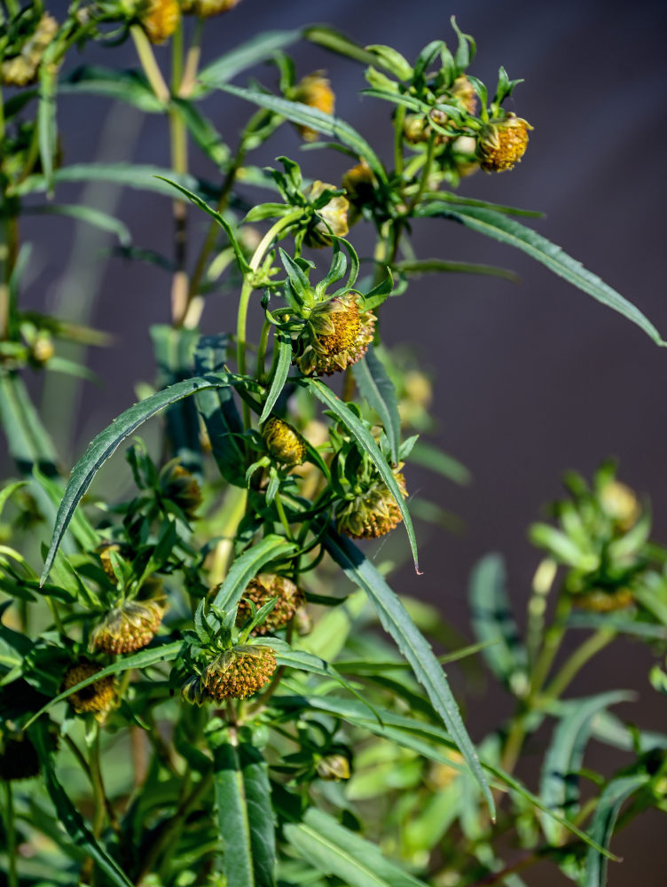 Изображение особи Bidens cernua.