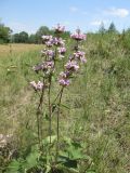 Phlomoides tuberosa. Цветущее растение. ЛНР, г. Северодонецк, р-н Щедрищево, левый берег р. Боровая, открытый степной участок. 12.06.2013.
