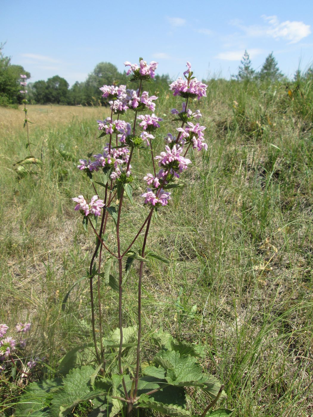 Image of Phlomoides tuberosa specimen.