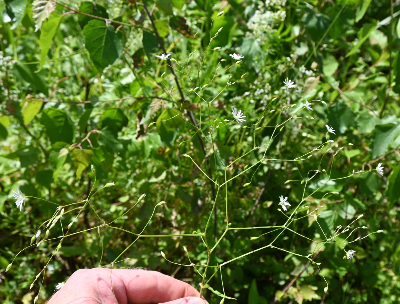 Изображение особи Stellaria graminea.