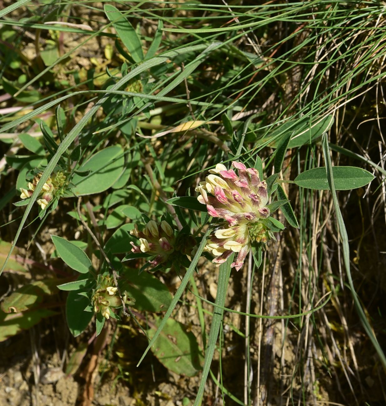Image of familia Fabaceae specimen.