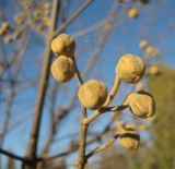 Paulownia tomentosa. Часть соцветия с бутонами. Крым, Симферополь, ботсад университета. 1 ноября 2010 г.