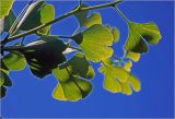 Ginkgo biloba. Верхушка побега. Московская обл., Раменский р-н, окр. дер. Хрипань, садовый участок. 17.07.2026.
