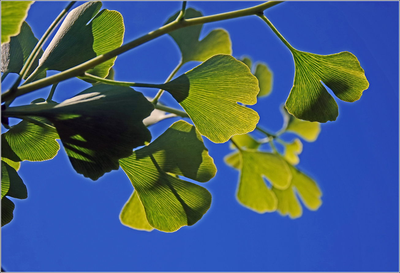 Изображение особи Ginkgo biloba.