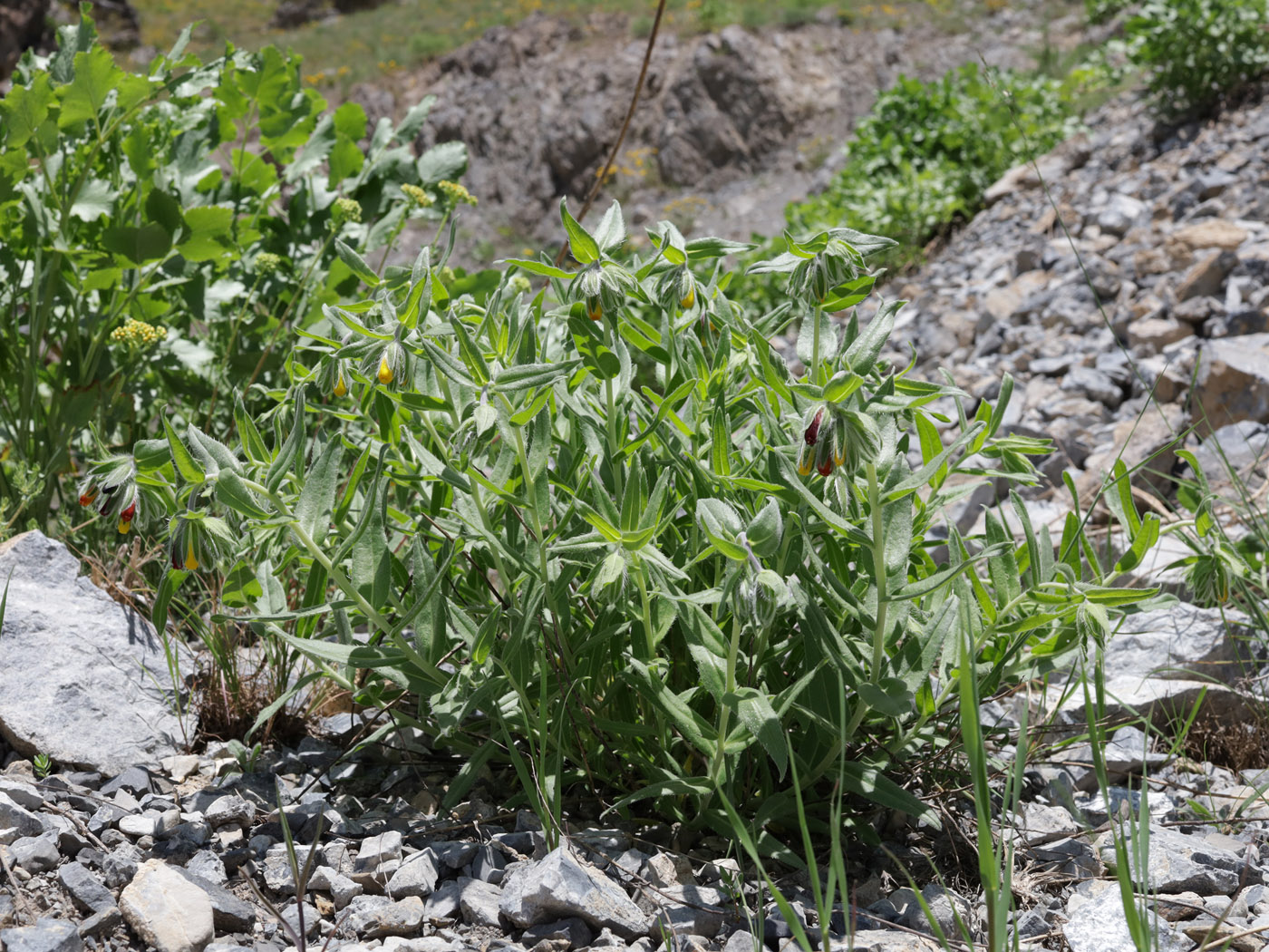 Image of Onosma zerizamina specimen.