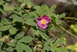 genus Rosa