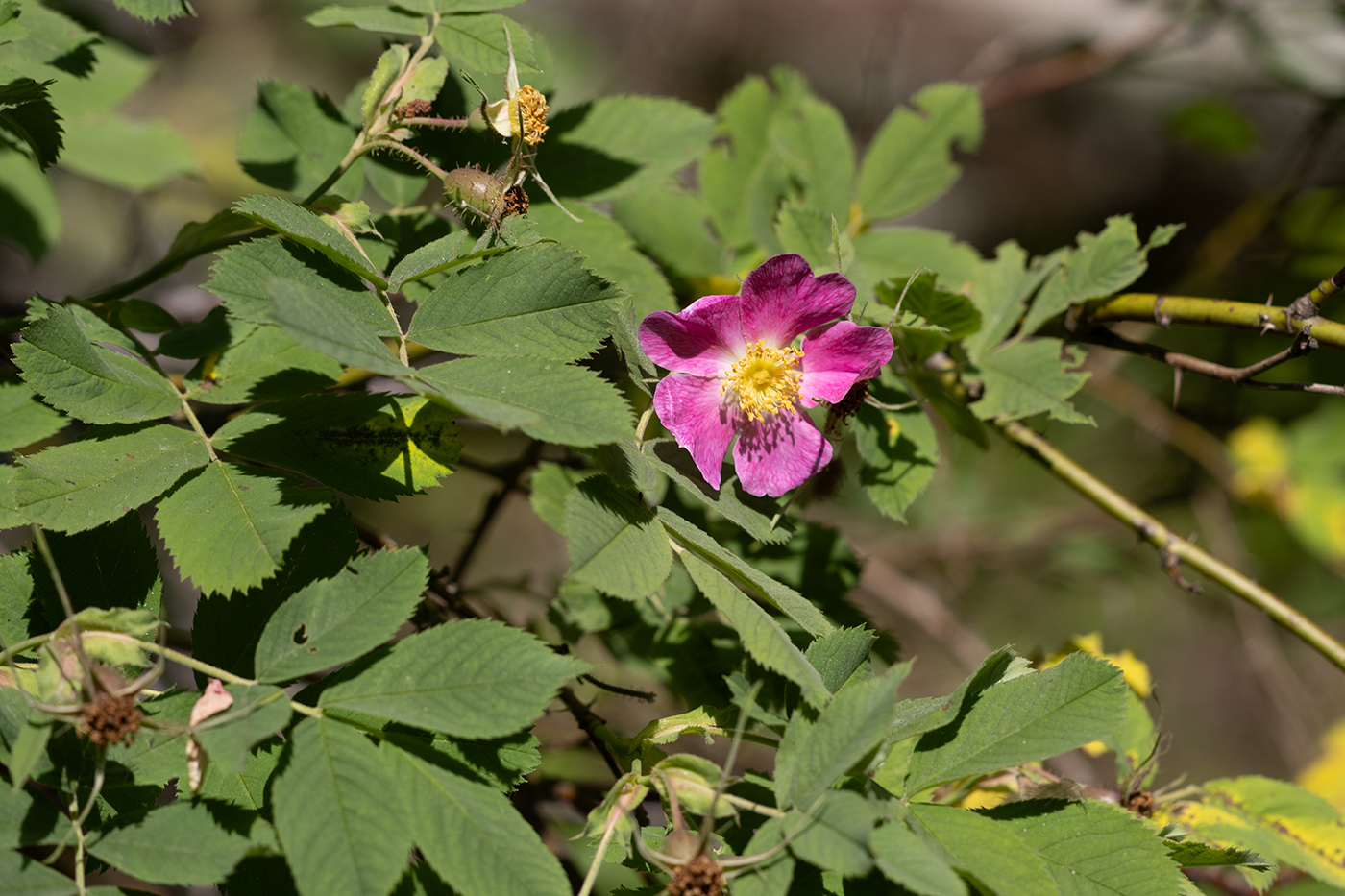 Image of genus Rosa specimen.