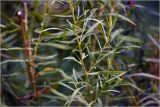 Artemisia dracunculus. Фрагмент стебля с боковыми побегами. Московская обл., Раменский р-н, окр. дер. Хрипань, садовый участок. 17.08.2026.