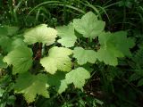 genus Ribes. Верхушки побегов. Хабаровский край, окр. г. Комсомольск-на-Амуре, смешанный лес. 02.07.2026.
