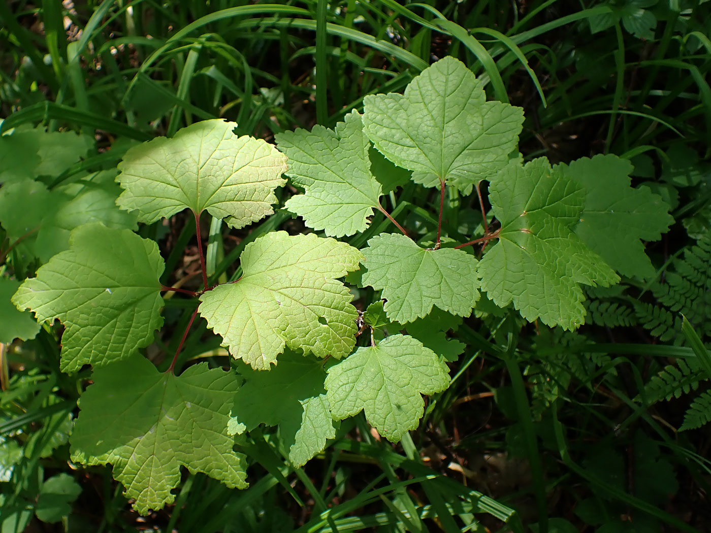 Image of genus Ribes specimen.