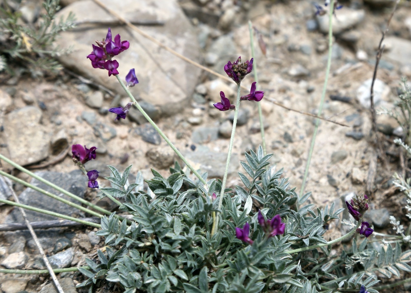 Image of Oxytropis integripetala specimen.