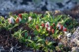 Salix arctica. Плодоносящее растение. Хабаровский край, Охотский р-н, гора Ветреная, 1400 м н.у.м., кустарничково-лишайниковая тундра среди курумника. 28.07.2026.