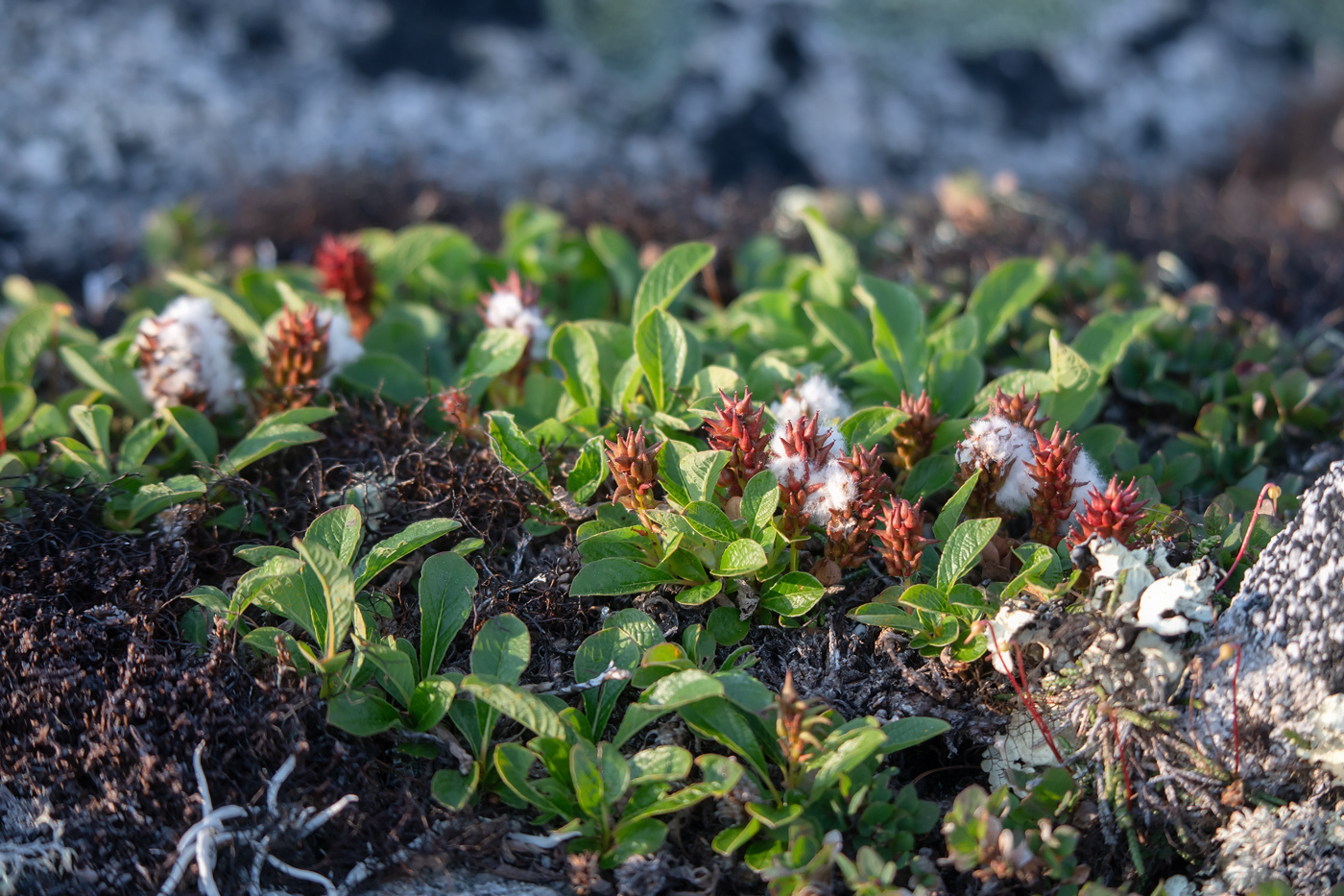 Image of Salix arctica specimen.