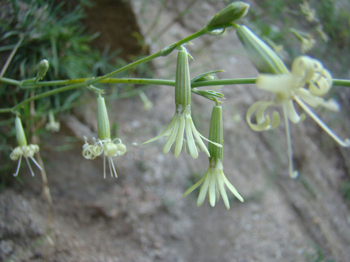 Image of Silene sussamyrica specimen.