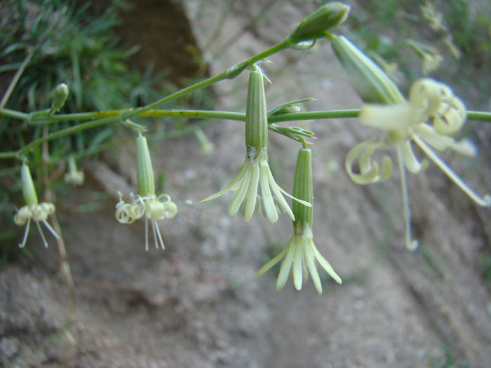 Изображение особи Silene sussamyrica.