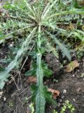 Cirsium vulgare. Вегетирующее растение. Республика Молдова, муниципалитет Кишинёв, г. Кодру, частная усадьба. 28 сентября 2026 г.