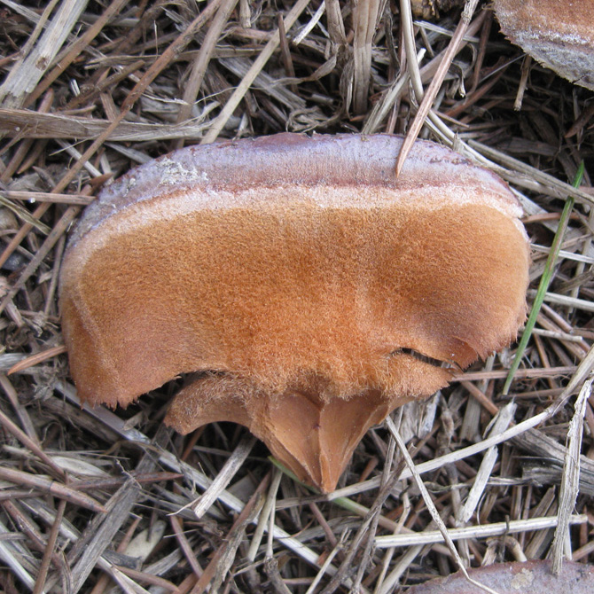 Image of Cedrus atlantica specimen.