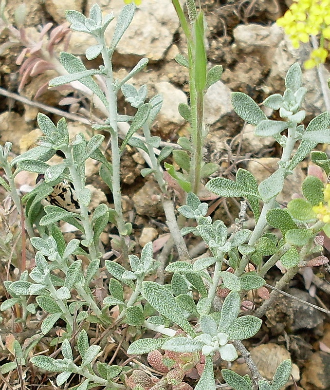 Image of Odontarrhena tortuosa specimen.