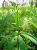 Lilium pilosiusculum