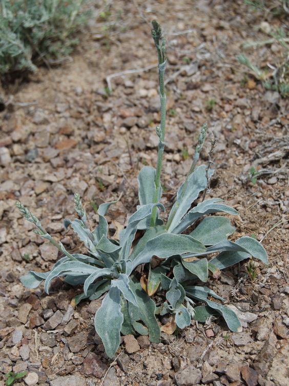 Image of genus Goniolimon specimen.