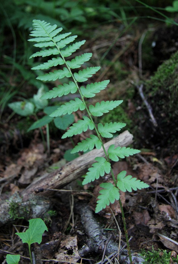 Изображение особи Dryopteris cristata.