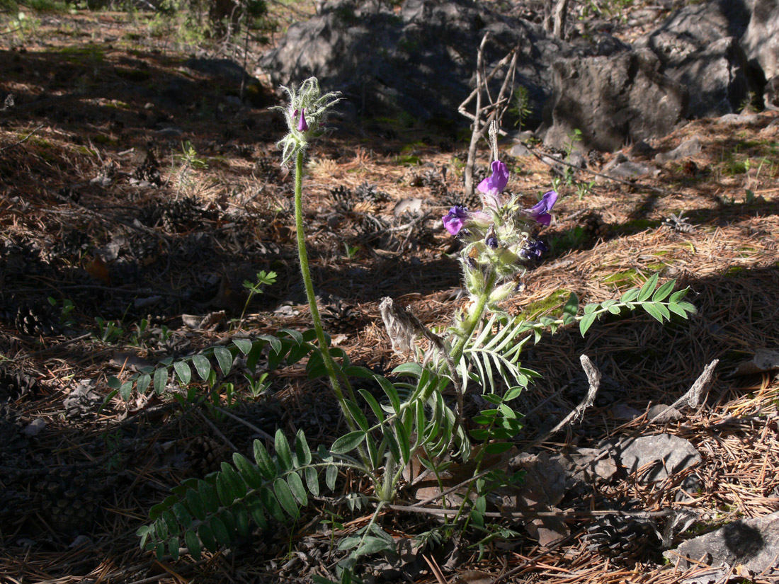 Изображение особи Oxytropis ivdelensis.