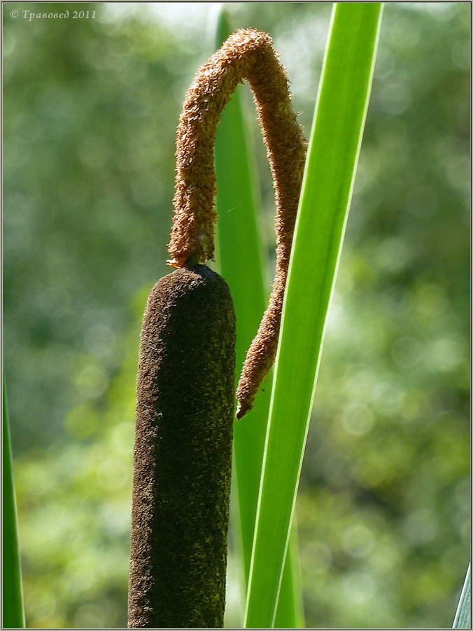 Image of Typha &times; glauca specimen.