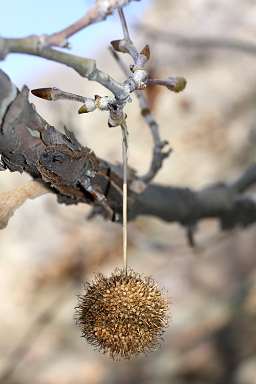 Изображение особи Platanus orientalis.