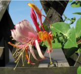 Lonicera caprifolium