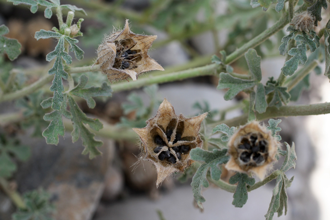 Изображение особи Hibiscus trionum.