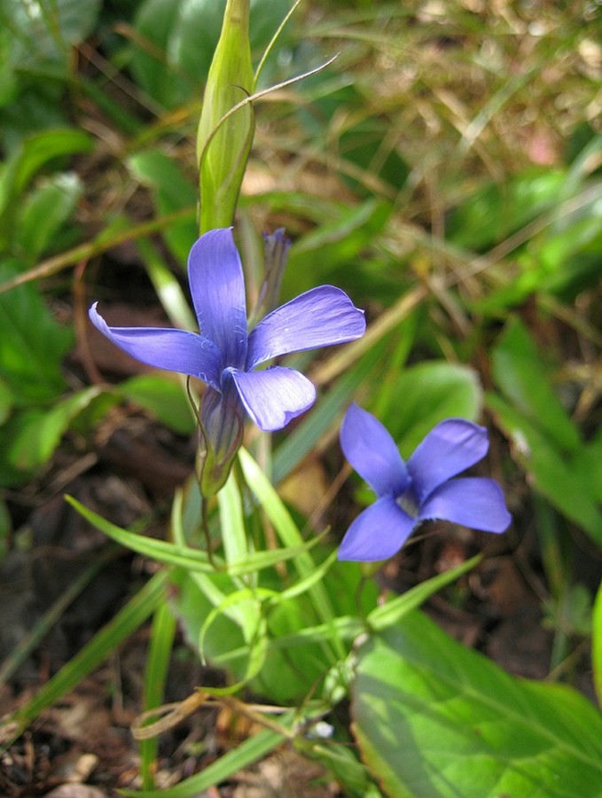 Image of Gentianopsis barbata specimen.