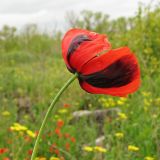 род Papaver. Цветок. Украина, Донецкая обл., Кривая коса, песчано-ракушечниковая терраса, НПП \"Меотида\". 08.05.2011.