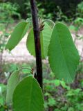 Amelanchier alnifolia