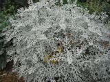 Senecio cineraria