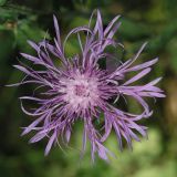 Centaurea jacea