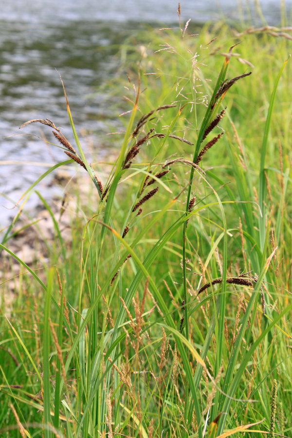 Image of Carex acuta specimen.