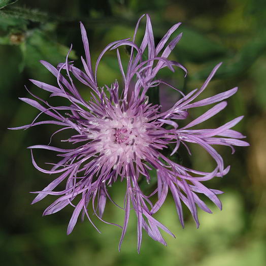Image of Centaurea jacea specimen.